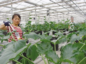 科技興農(nóng)結(jié)碩果 樂都區(qū)蔬菜新品種推廣與林木育苗雙豐收